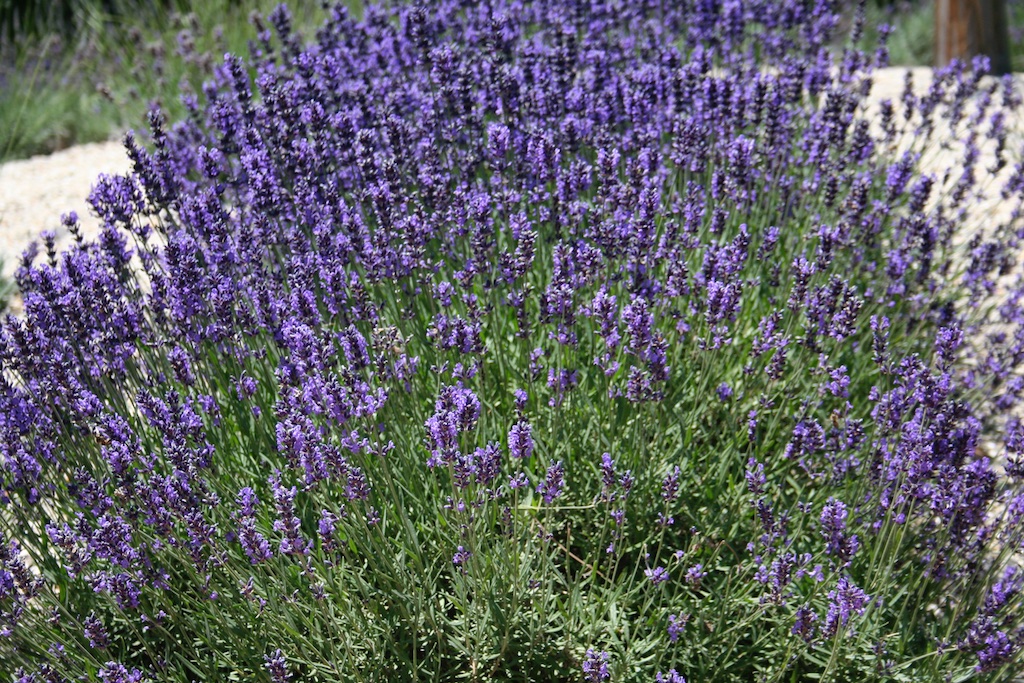 English lavender 'Edgerton Blue'